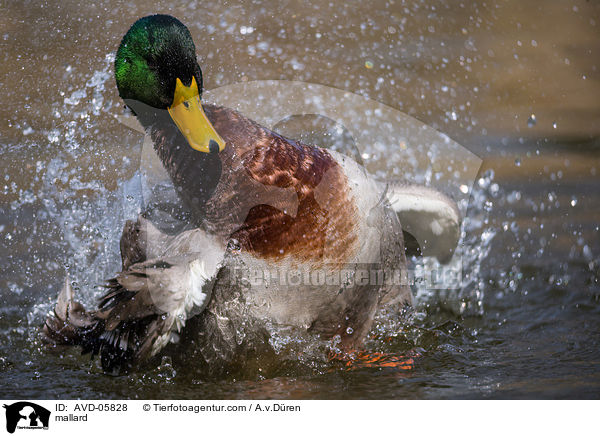 Stockente / mallard / AVD-05828