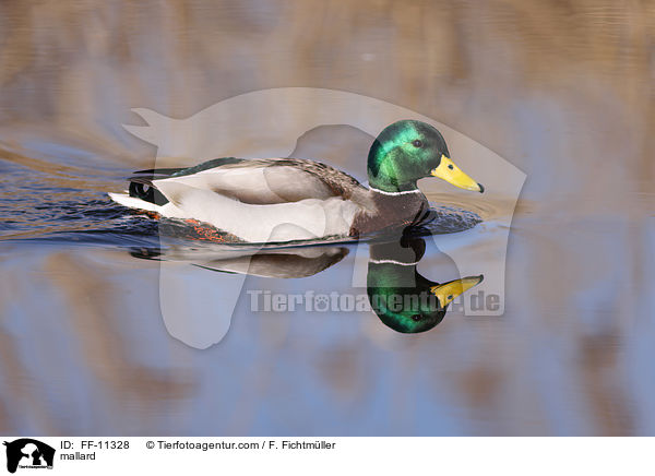 Stockente / mallard / FF-11328