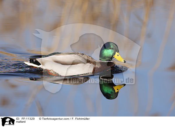 Stockente / mallard / FF-11329