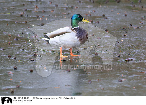 stehende Stockente / standing Mallard / HS-01243