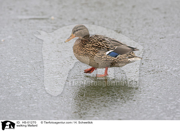 laufende Stockente / walking Mallard / HS-01270