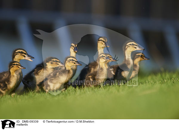 Stockenten / mallards / DMS-09339