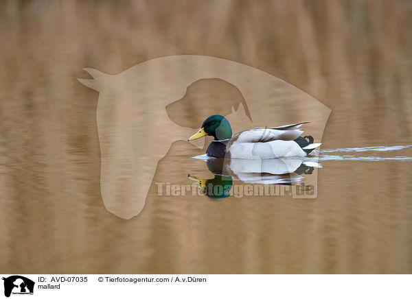 Stockente / mallard / AVD-07035