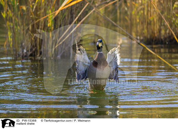 mallard drake / PW-15368