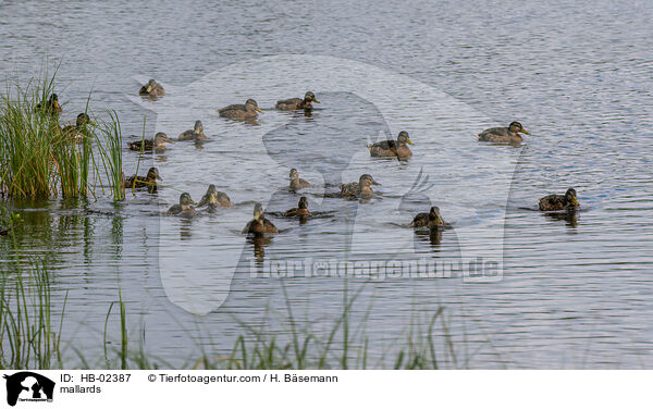 Stockente / mallards / HB-02387