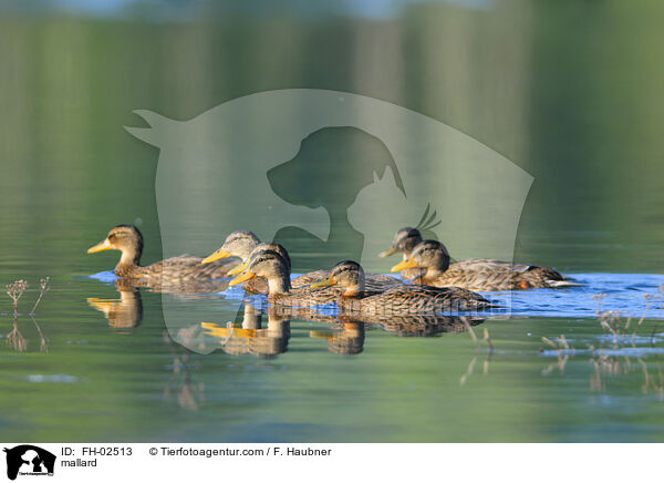 Stockente / mallard / FH-02513