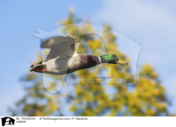 Stockente / mallard / FH-02516