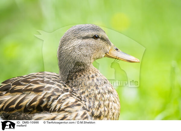 Stockente / mallard / DMS-10986