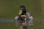 mallard