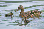 mallards