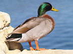 mallard drake