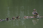 mallards