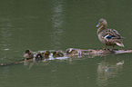 mallards