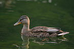 mallard