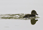 young mallard