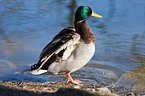 mallard