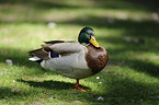 mallard