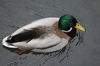 mallard