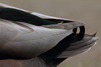 mallard