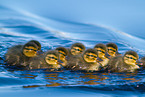 mallard chicks