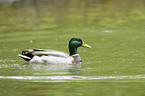 mallard