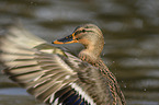 mallard