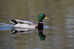 mallard