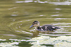 young mallard