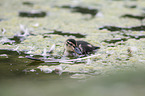 young mallard