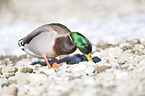 mallard