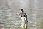 mallard