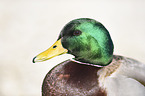 mallard