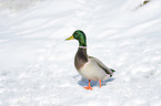 mallard