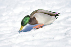 mallard