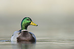 mallard