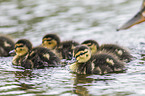 young mallards