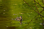 young mallard