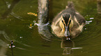 young mallard