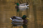 mallards