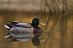 mallard