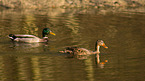 mallards