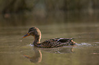 mallard