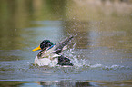 mallard