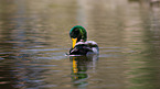 mallard