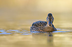 mallard