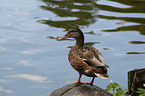 mallard