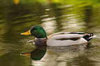 mallard