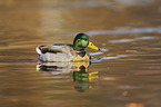 mallard