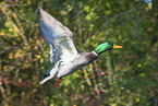 mallard