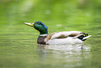 mallard